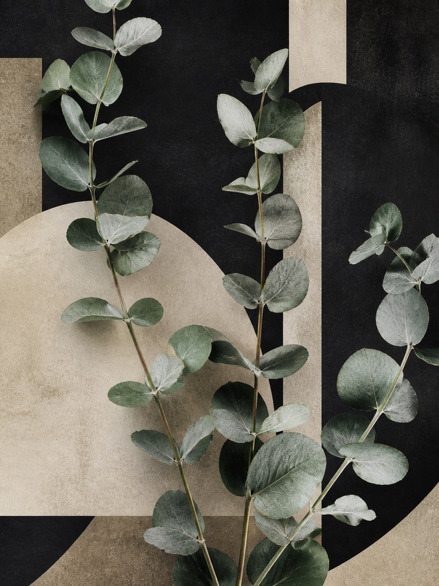 Eucalyptus