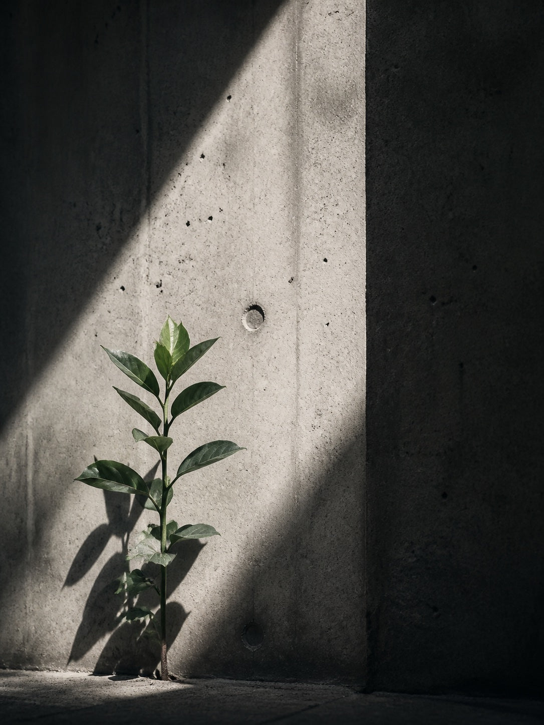 Green Concrete