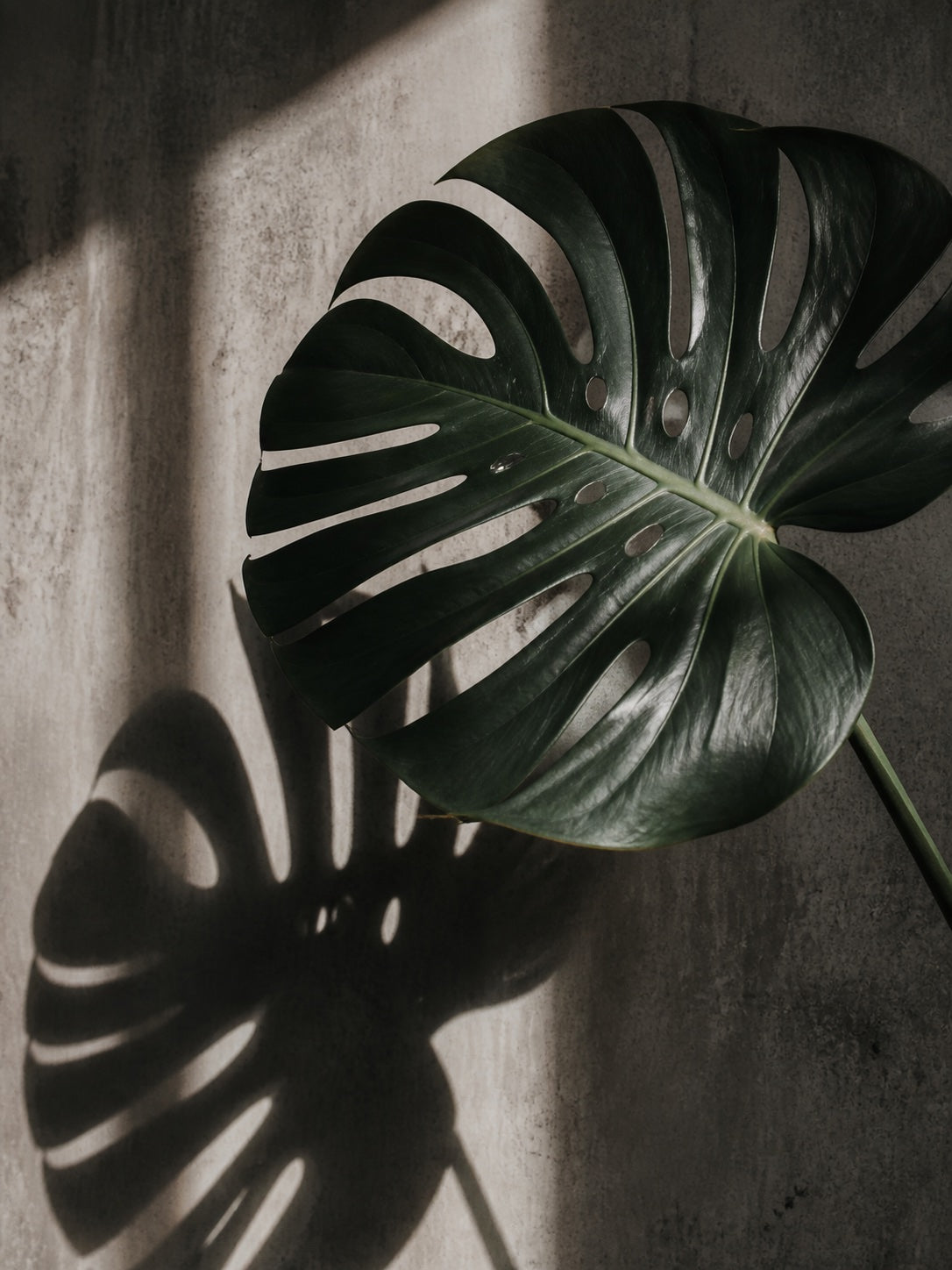 Monstera 01