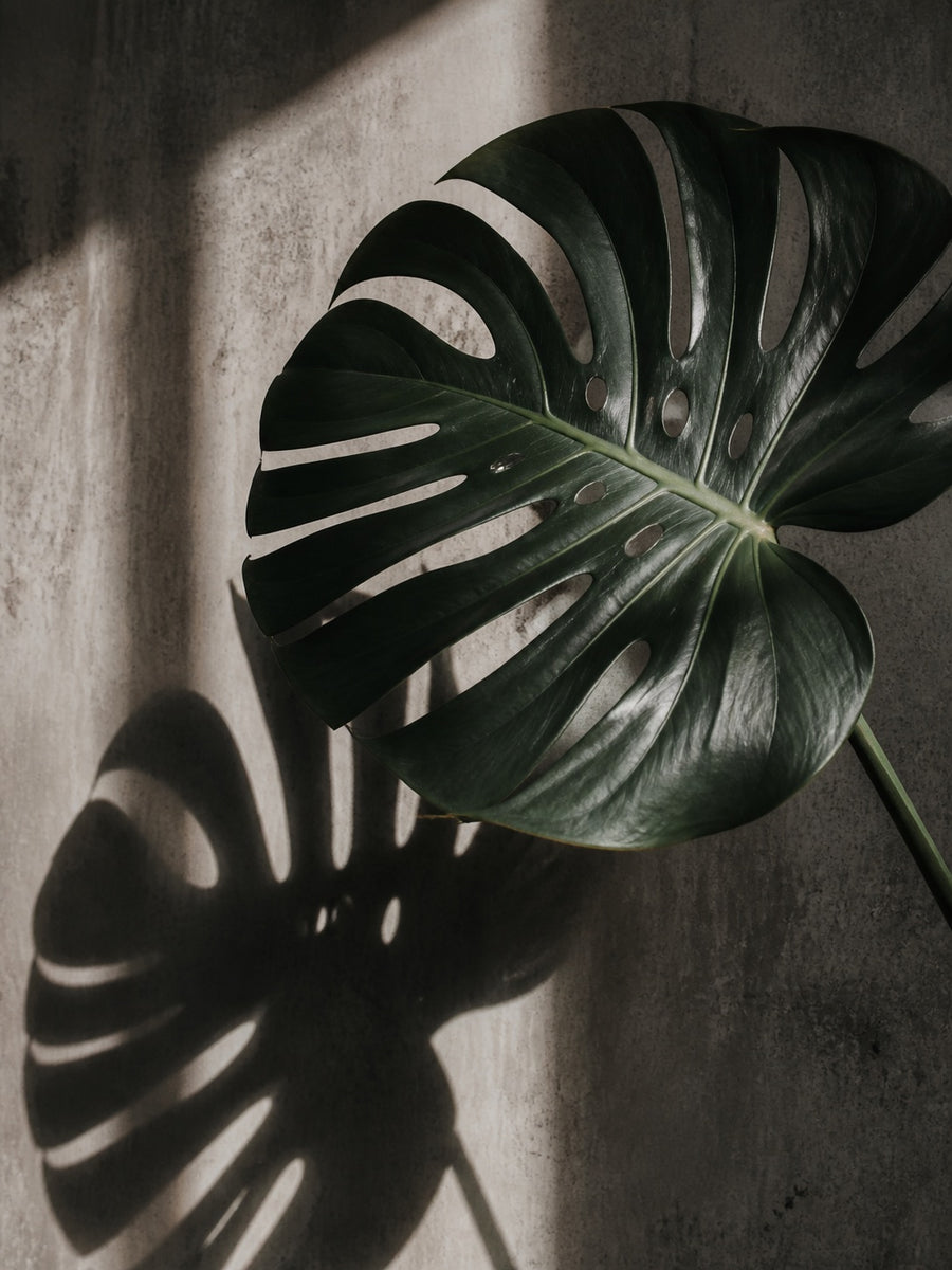 Monstera 01