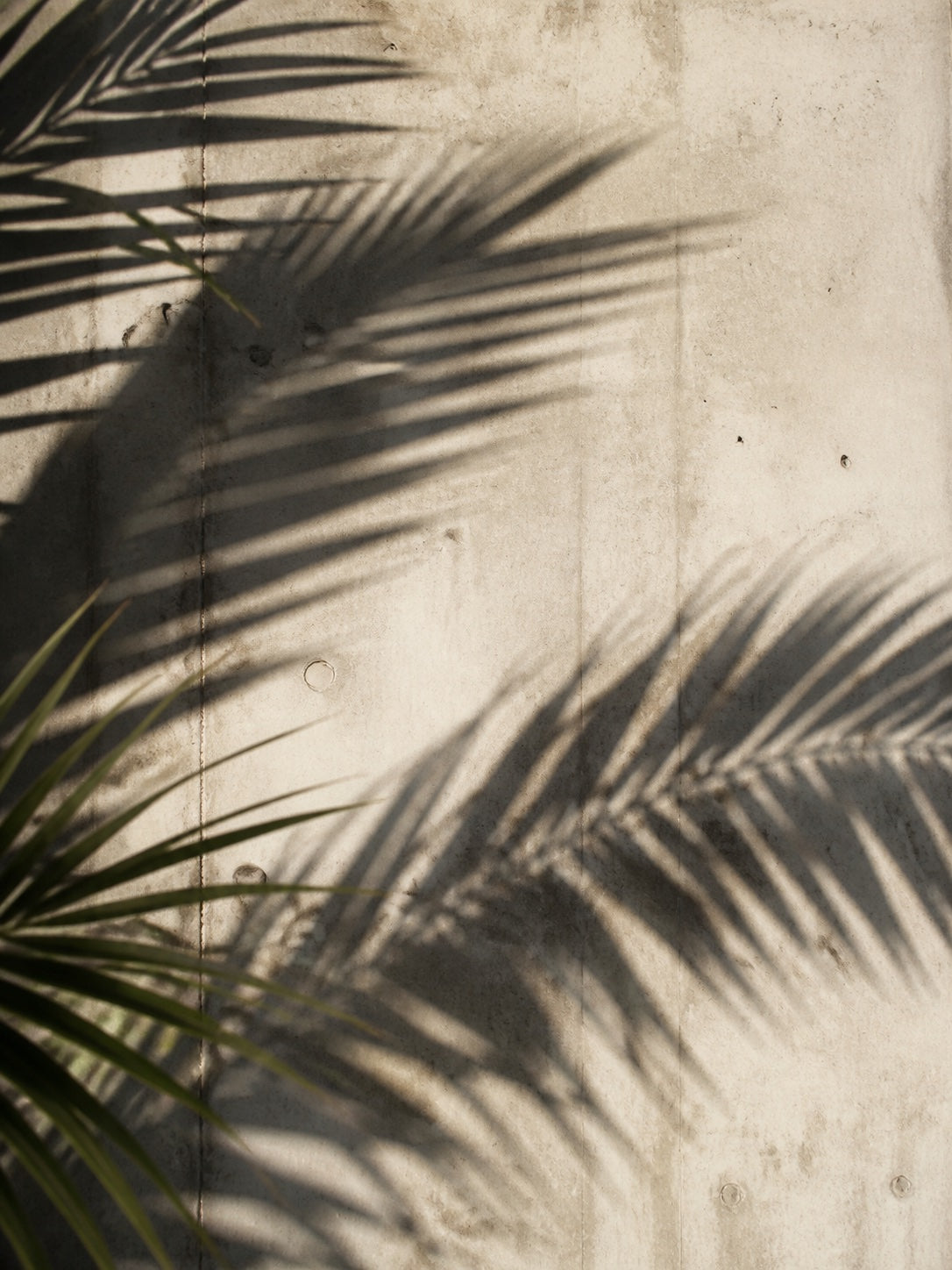 Palm Shadow