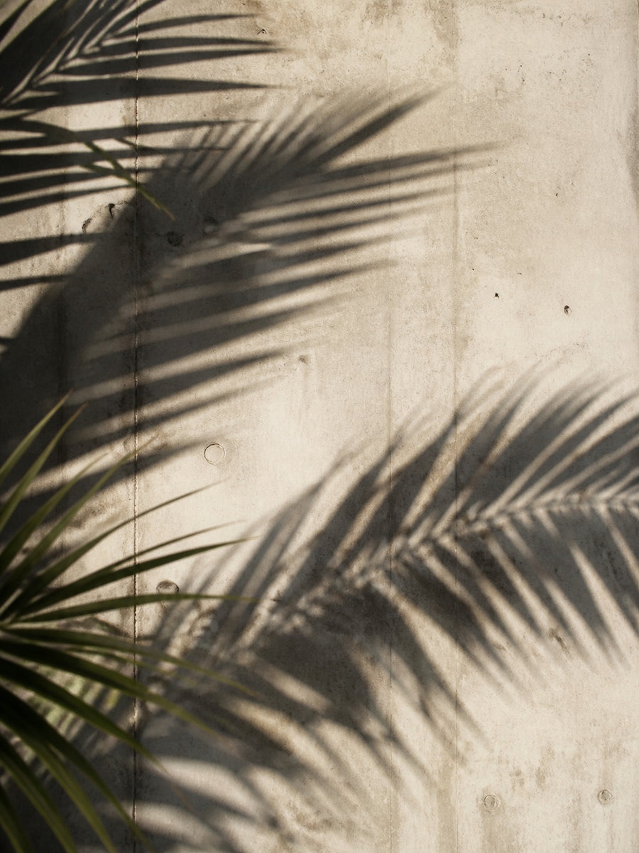 Palm Shadow