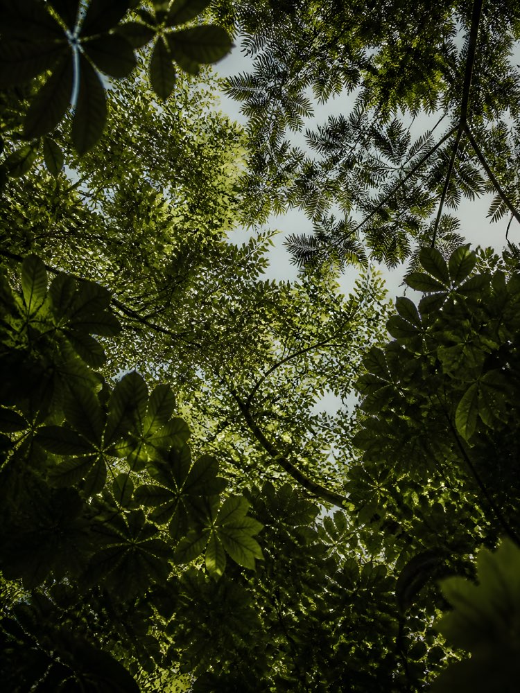 Canopée