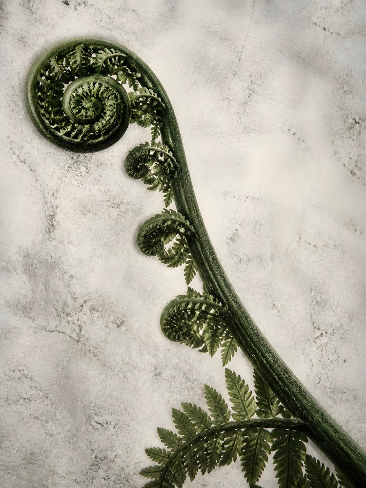 Fern