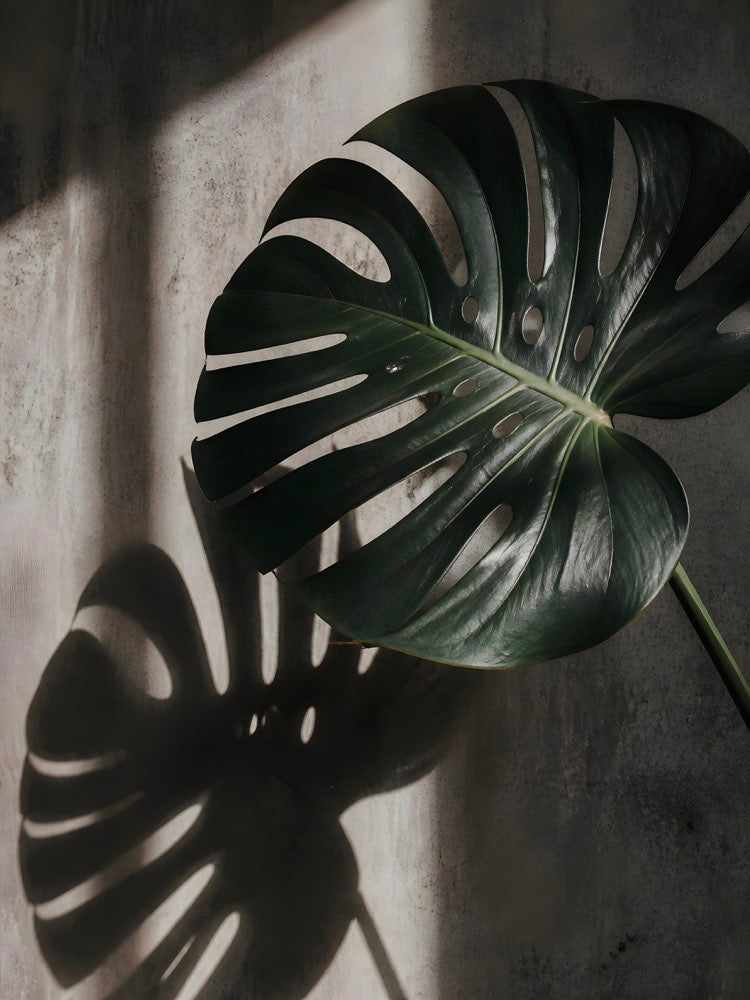 Monstera 01