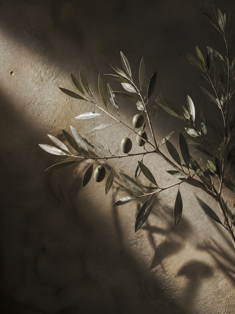 Olive Tree
