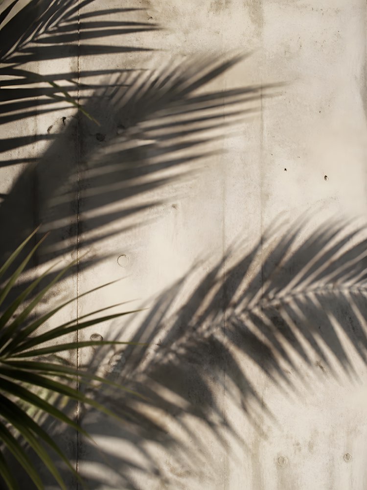 Palm Shadow
